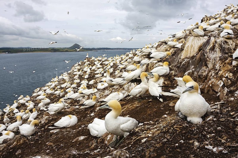 Northern Gannet (Morus bassanus), Scotland, United Kingdom