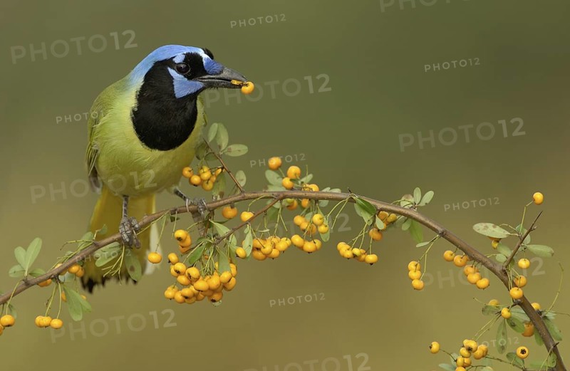 Green Jay (Cyanocorax luxuosus), Texas, USA