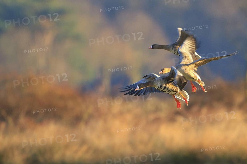 Greater White-fronted Goose (Anser albifrons) flying, North Rhine-Westphalia, Germany