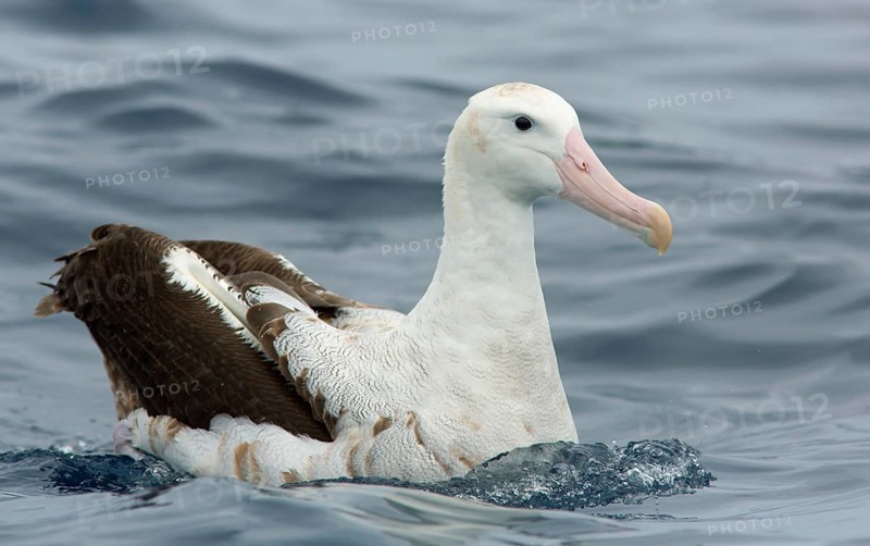 Wandering Albatross (Diomedea exulans), Victoria, Australia