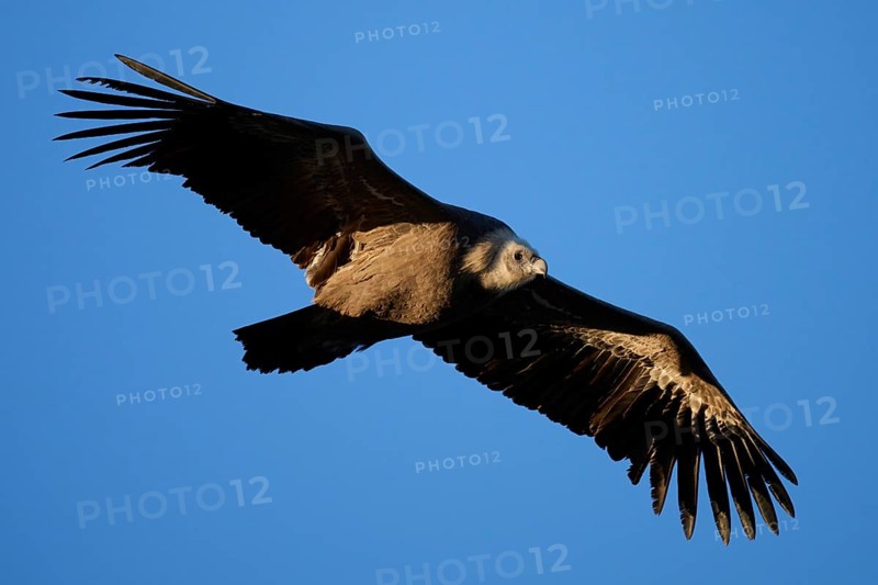 A griffon vulture glides effortlessly across a clear blue sky, showcasing its expansive wings and sharp features in a captivating aerial display Photographed in Alicante, Spain