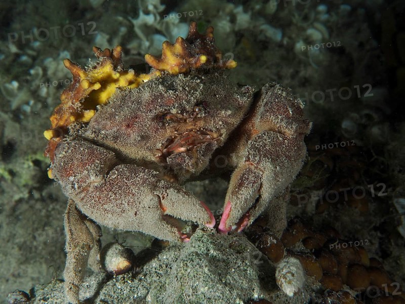 A camouflaged crab, woolly crab (Dromia personata) sits covered with golden sponge (Aplysina aerophoba) in the dark water. Dive site House Reef, Stoja, Pula, Croatia, Mediterranean Sea