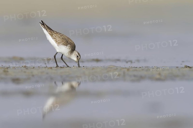 Curlew Sandpiper (Calidris ferruginea), Oman