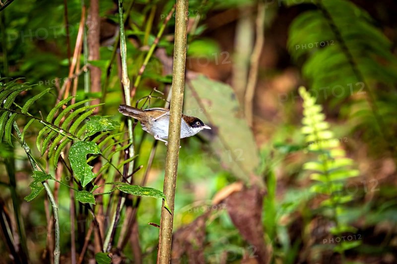 A small bird sits quietly on a thin branch between green leaves in the forest, A Hooded Pygmy Babbler (Rhopocichla atriceps) Jungle of Ratnapura in Sri Lanka