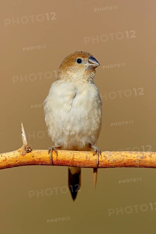 African silverbill, silver beak, silver pheasant, trusting bird, ornamental bird in Europe, family of finches, (Euodice), (Lonchura cantans), perching site, Ayn Tobroq and Ayn Athum junction, Salalah, Dhofar, Oman