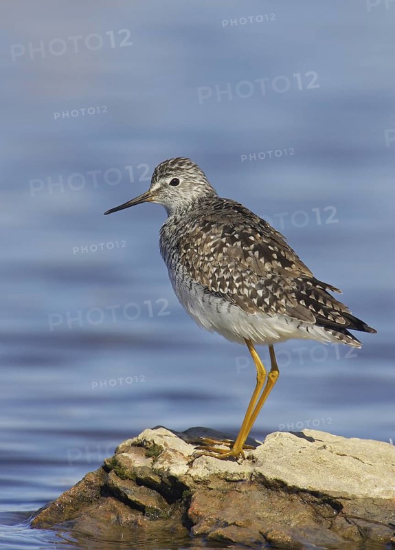 Lesser Yellowlegs (Tringa flavipes), Manitoba, Canada