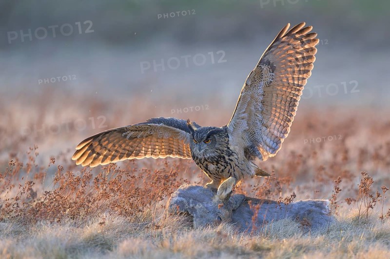 Eurasian Eagle-owl (Bubo bubo), on a roe deer (Capreolus capreolus), roadkill, Swabian Alb biosphere reserve, Baden-Württemberg, Germany