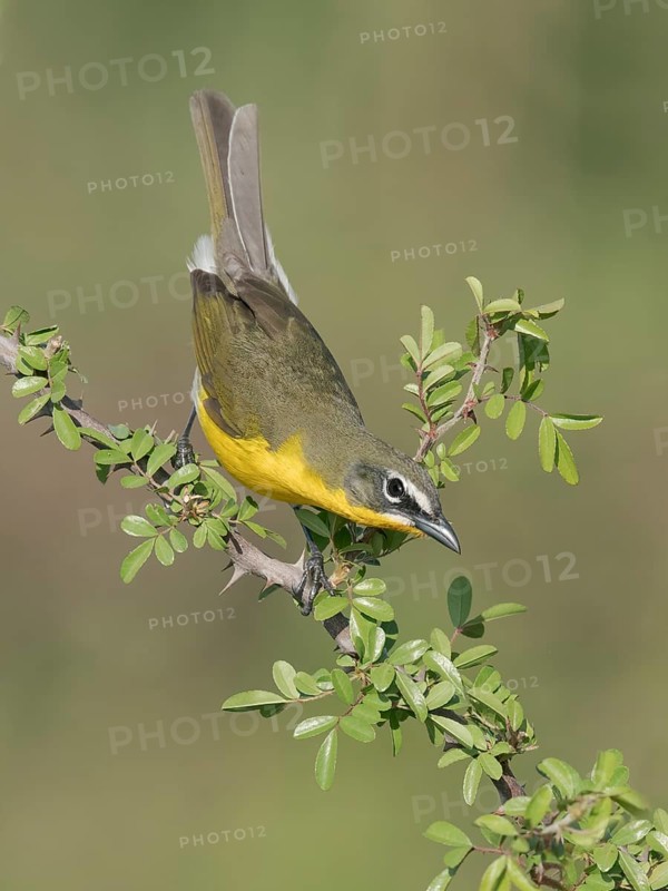 Yellow-breasted Chat (Icteria virens) perched on a branch, Texas, USA