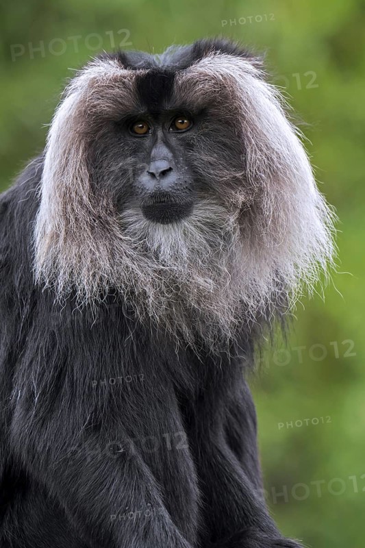 Lion-tailed macaque (Macaca silenus) wanderoo endemic to the Western Ghats of South India