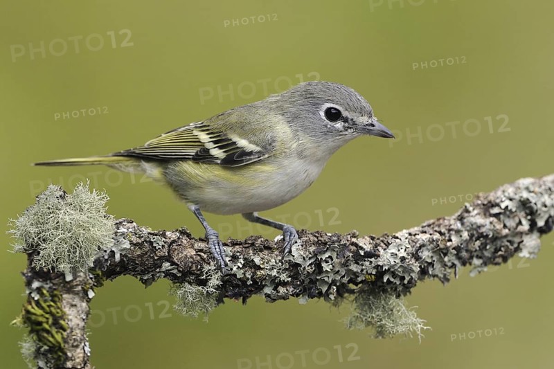 Cassin's Vireo (Vireo cassinii), Canada