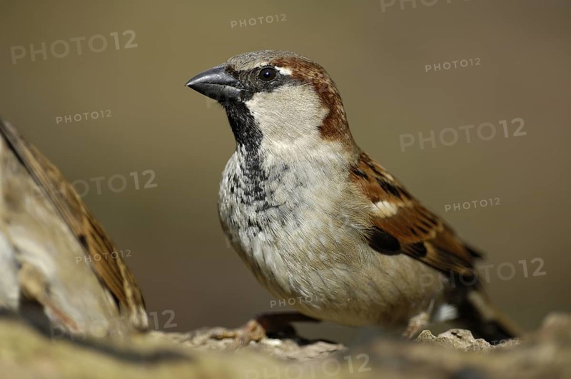 Haussperling (Passer domesticus) Männchen, Winterfütterung, April, Oberhausen (D)
