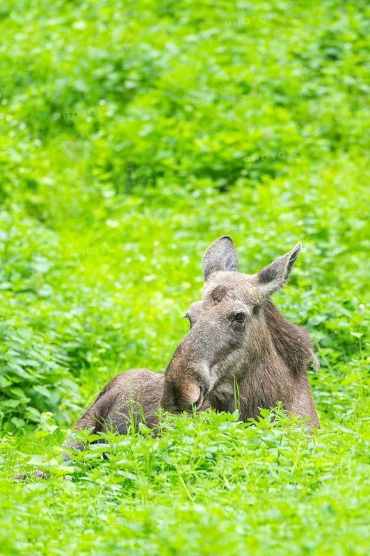 Eurasian elk (Alces alces) on a meadow, Bavaria, Germany