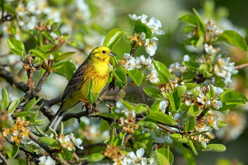 Yellowhammer, (Emberiza citrinella), Animals, Birds, Songbirds, Bunting family, Freinsheim, Bad D¸rkheim district, Rhineland-Palatinate, Germany