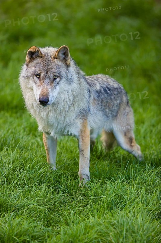 One eurasian gray wolf (Canis lupus lupus) stands on a green meadow in an open forest