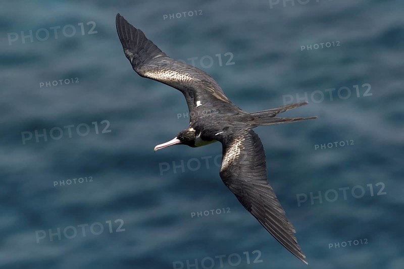 Christmas Frigatebird (Fregata andrewsi) female flying, Christmas Island, Australia