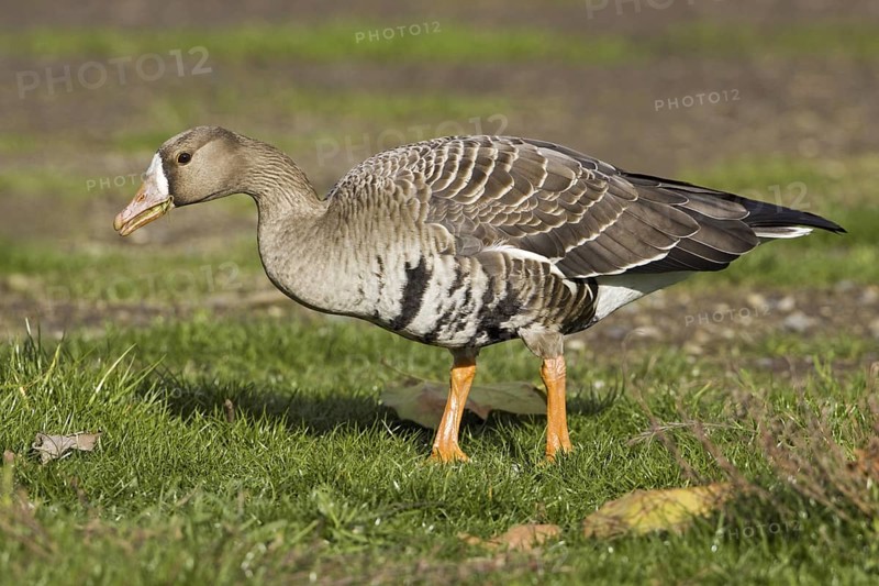 Greater White-fronted Goose (Anser albifrons), British Columbia, Canada