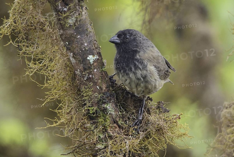 Small Tree Finch (Camarhynchus parvulus) male, Galapagos, Ecuador