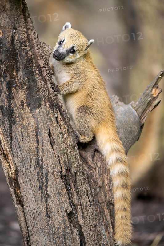 South American coati (Nasua nasua) youngster klimbing a little tree, captive, Zoo Augsburg