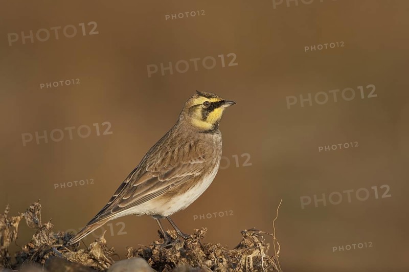 Horned Lark (Eremophila alpestris), Schleswig-Holstein, Germany