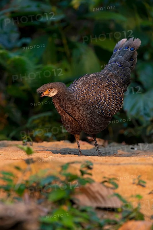 Grey Peacock-Pheasant (Polyplectron bicalcaratum) male foraging, Yunnan, China