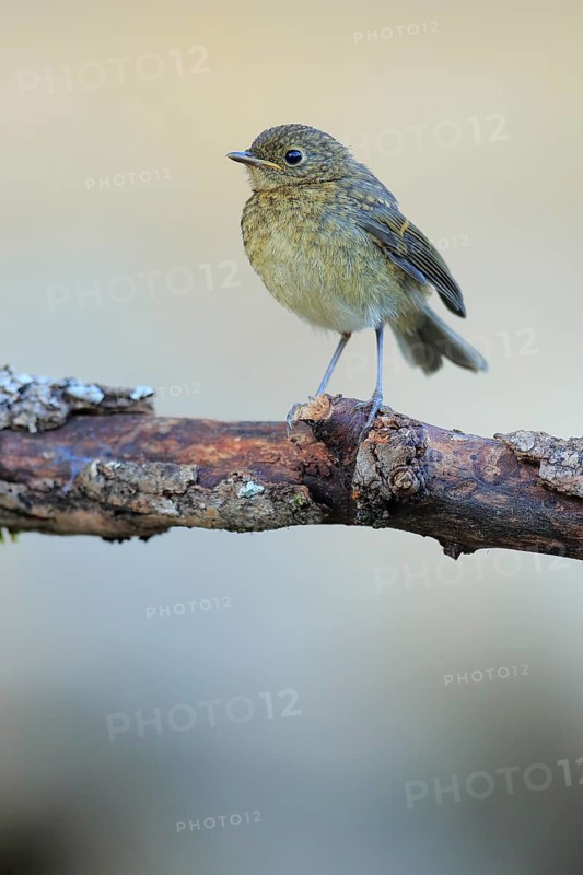 European Robin (Erithacus rubecula) juvenile, Andalusia, Spain