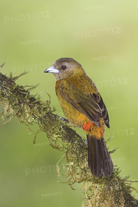Passerini's Tanager (Ramphocelus passerinii) female, Costa Rica