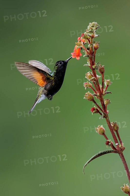 Black-bellied Hummingbird (Eupherusa nigriventris) flying and feeding at a flower in Costa Rica