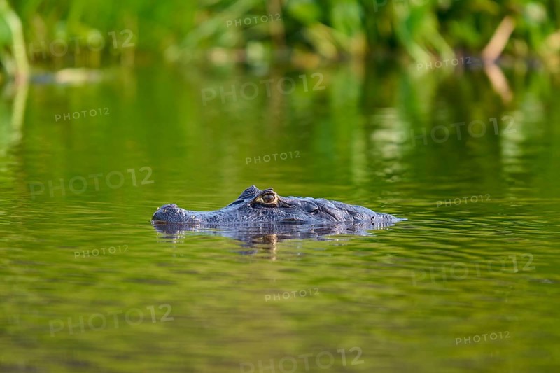 A caiman glides in the river water, the scene is calm and surrounded by plants, Spectacled caiman (Caiman yacare, Caiman crocodilus yacare), Pantanal, Mato Grosso, Brazil