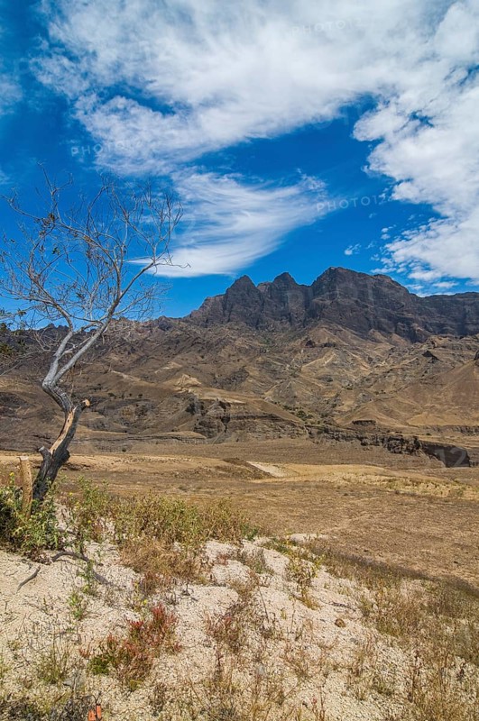 Rock vegetation on island San Antao. Cabo Verde. Africa