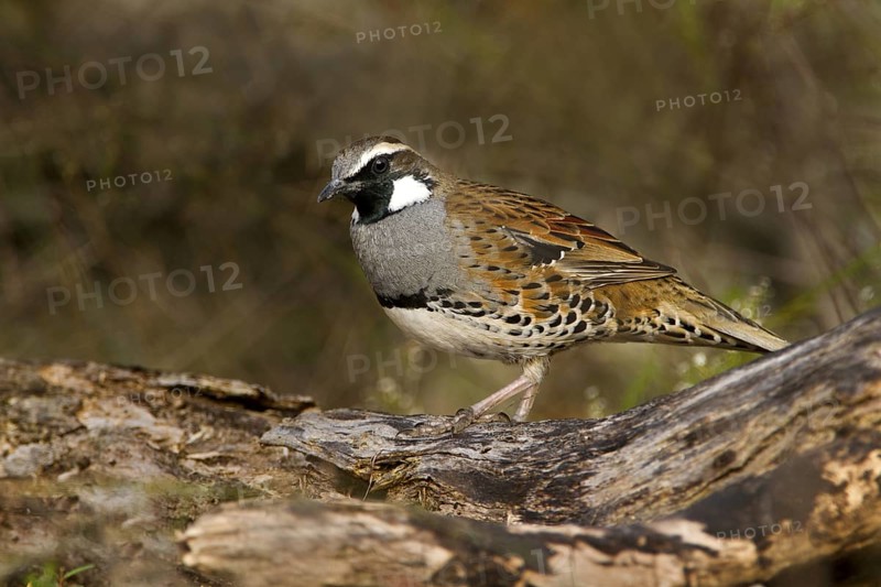 Spotted Quail-thrush (Cinclosoma punctatum) male, New South Wales, Australia