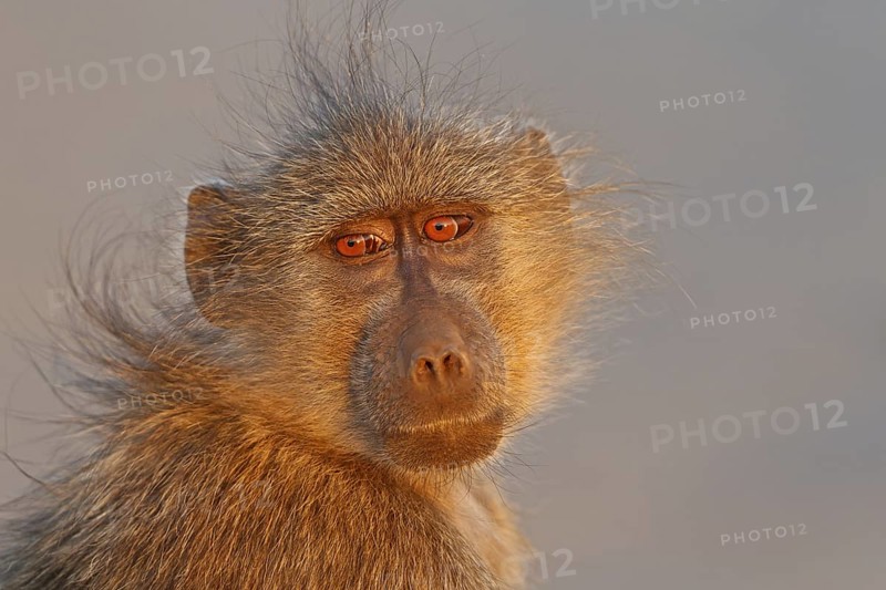 Bärenpavian, Papio ursinus, Tschakma, Chacma baboon, Cape baboon, papión chacma, papión negro, chacma, babouin chacma