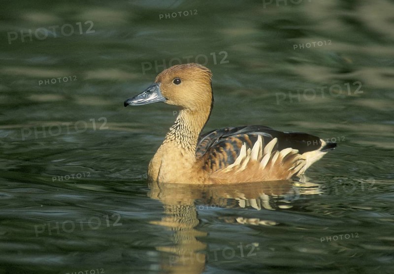 Fulvous Whistling Duck (Dendrocygna bicolor), Texas, USA