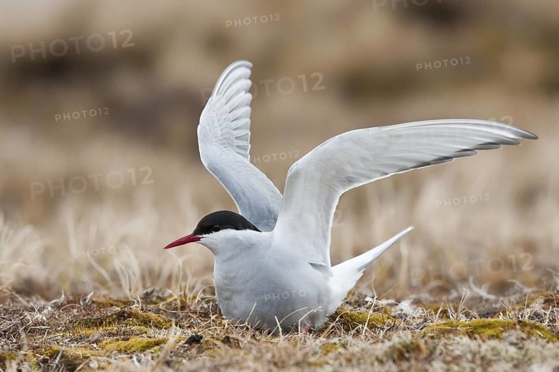 Arctic Tern (Sterna paradisaea), Alaska, USA