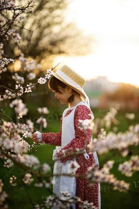 A young girl in a vintage dress and straw hat enjoys cherry blossoms in a serene spring meadow at sunset. The scene captures innocence, nature, and tranquility