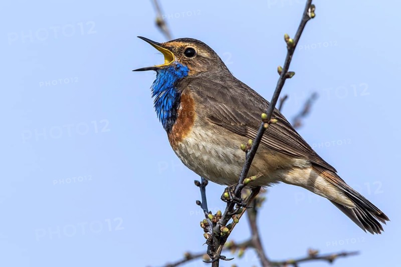 Bluethroat (Luscinia svecica cyanecula) male singing from branch, Mecklenburg-Western Pomerania, Germany