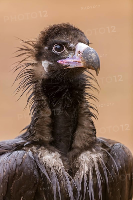 Cinereous Vulture, (Cinereous Vulture, Aegypius monachus), Animals, Birds, Sierra de San Pedro, Herreruela, Extremadura, Spain