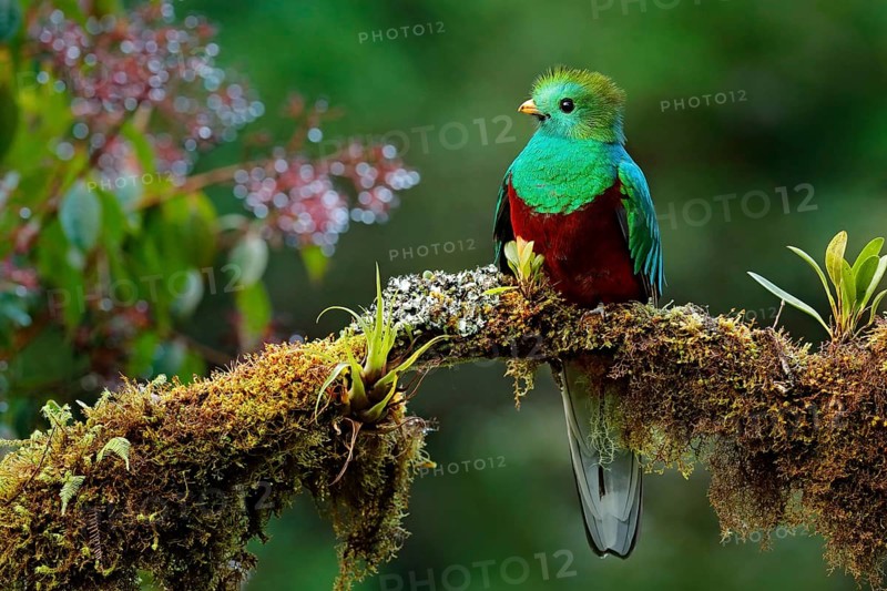 Beautiful bird in nature tropic habitat. Resplendent Quetzal, Pharomachrus mocinno, Savegre in Costa Rica, with green forest background. Magnificent sacred green and red bird. Birdwatching in jungle