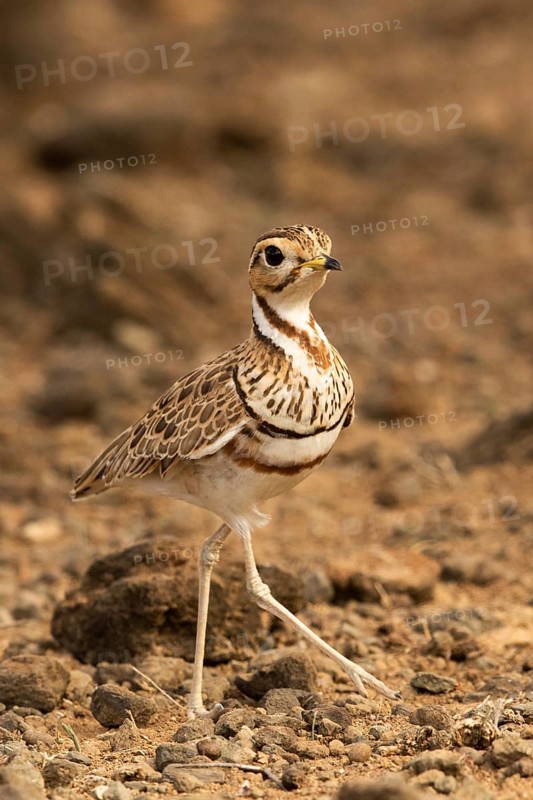 Three-banded Courser (Rhinoptilus cinctus), Kakamega Forest, Kenya