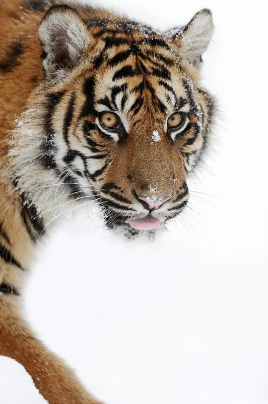 Sumatran tiger (Panthera tigris sumatrae) in the snow, captive, native to Sumatra, Indonesia