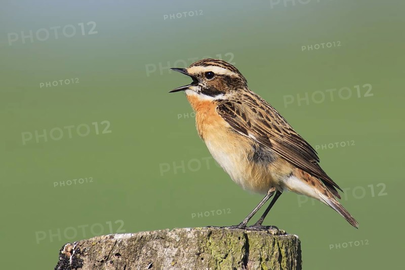 Whinchat (Saxicola rubetra) male singing, Brandenburg, Germany