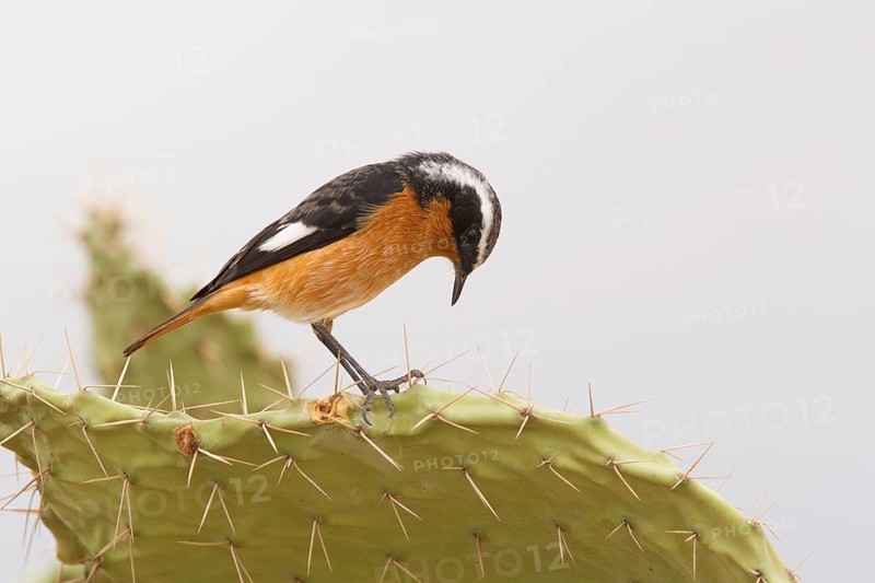 Moussier's Redstart (Phoenicurus moussieri) male, Morocco