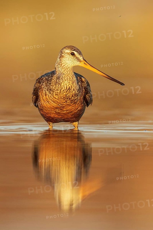 Hudsonian Godwit (Limosa haemastica) in a pond in the tundra near Churchill, Manitoba, Canada