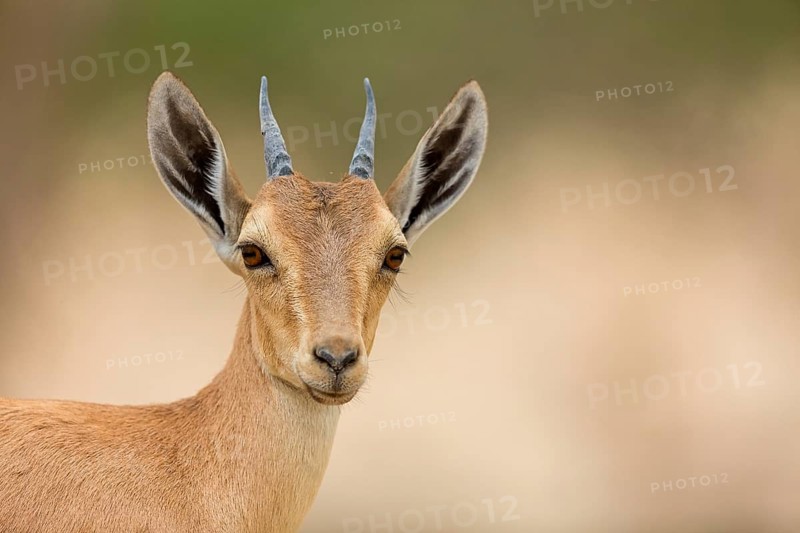 Nubian ibex, Nubian ibex, (Capra nubiana), animals, mammal, young animal, animal kids, Ein Gedi Reserve, En Gedi, HaDarom, Israel