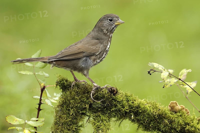 Sooty Fox Sparrow (Passerella unalaschcensis), British Columbia, Canada