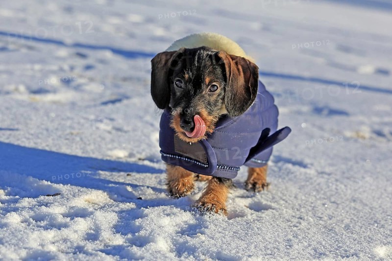 Wire-haired dachshund in winter coat, snow, young animal