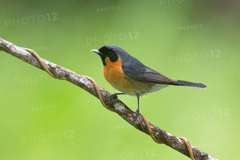 Spectacled Monarch (Symposiachrus trivirgatus), Queensland, Australia