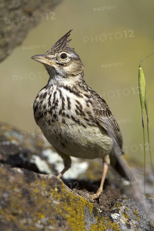 Thekla Lark (Galerida theklae), Castile-La Mancha, Spain