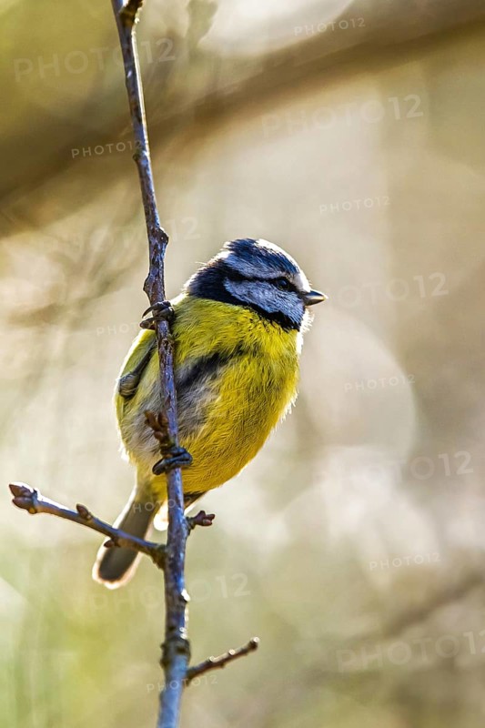 Blue Tit, Cyanistes Caeruleus