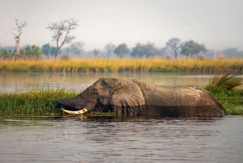 African elephant (Loxodonta africana) swimming in the swamp, grazing, Xakanaxa Lagoon, Okavango Delta, Moremi Game Reserve, Botswana