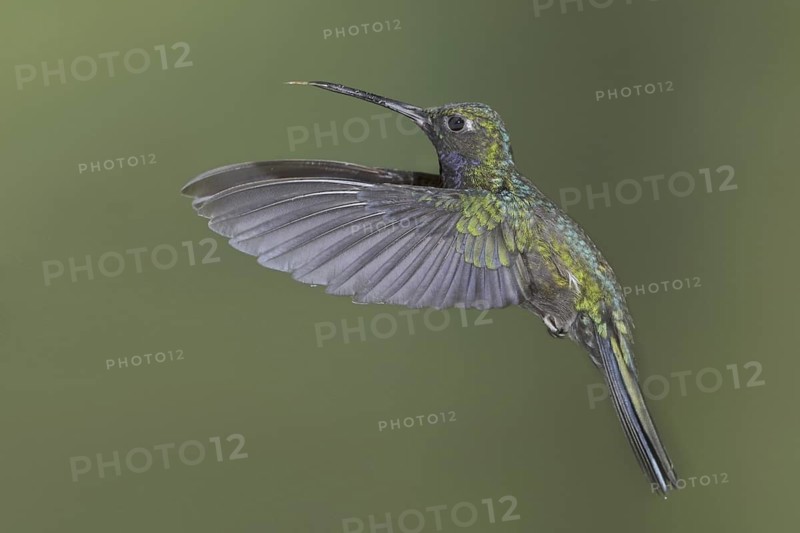 Napo Sabrewing (Campylopterus villaviscensio), Ecuador